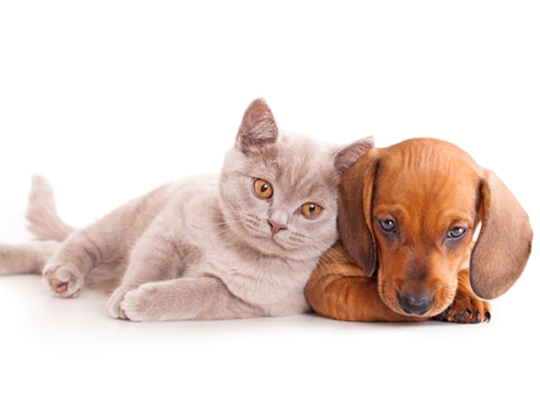 The comforting benefits of pets for therapy 